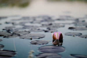Image of a flower floating on water next to lily pads. Discover how mindfulness in Las Vegas, NV can help you overcome anxiety, stress, and more.