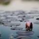 Image of a flower floating on water next to lily pads. Discover how mindfulness in Las Vegas, NV can help you overcome anxiety, stress, and more.
