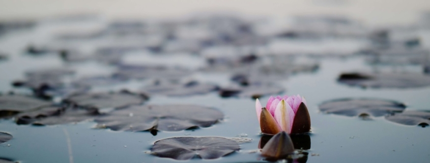 Image of a flower floating on water next to lily pads. Discover how mindfulness in Las Vegas, NV can help you overcome anxiety, stress, and more.