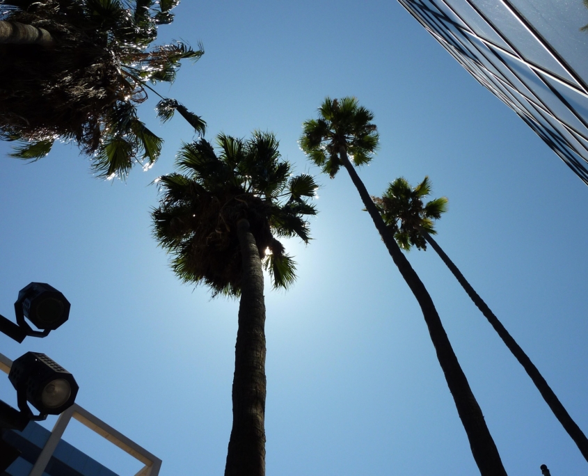 Photo of tall palm trees from a ground perspective. Are you struggling with anxiety, depression, or BPD? Online DBT skills group training in Las Vegas, NV, can show you a new perspective that promotes positivity.