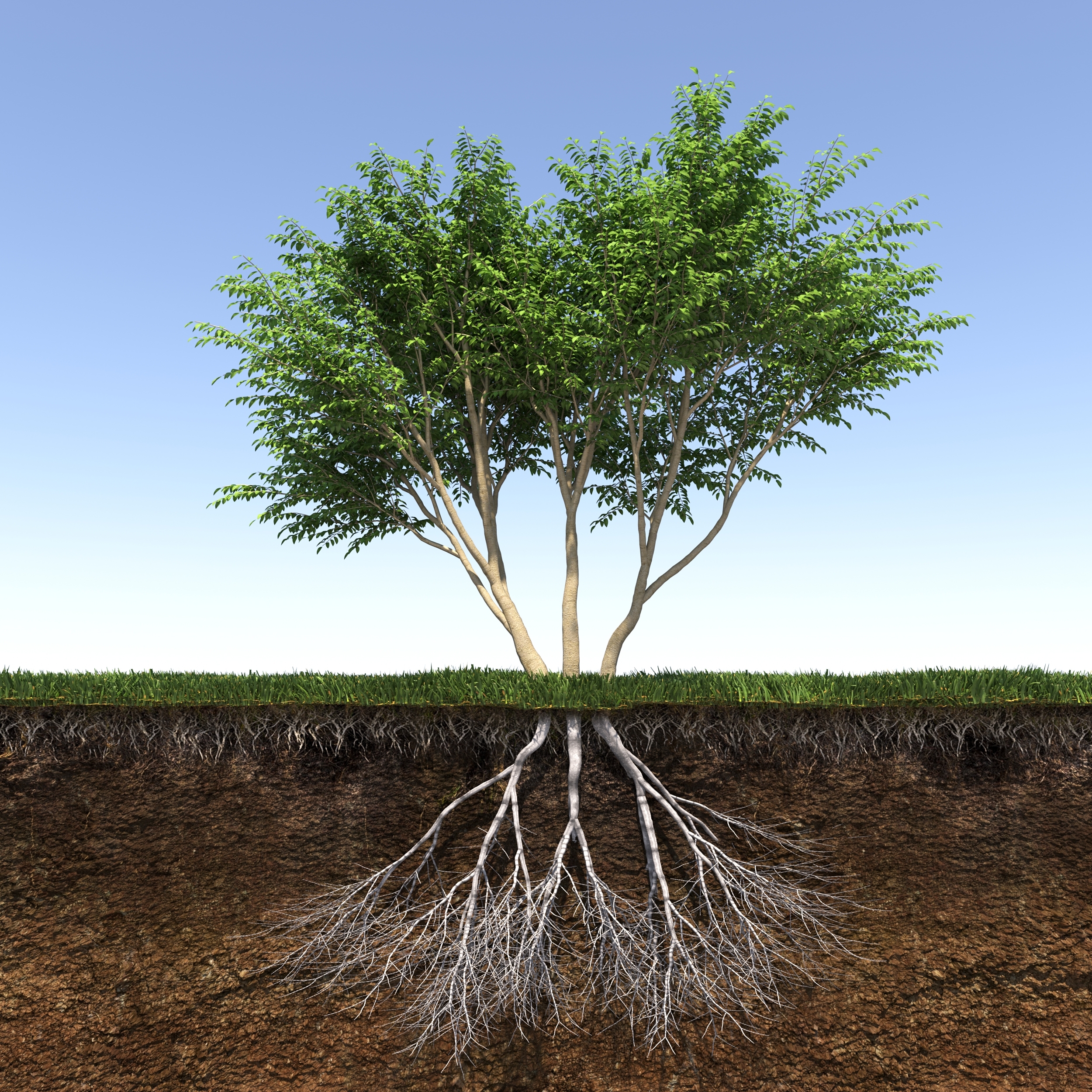 Tree with deep roots and branches, symbolizing how early attachment experiences shape relationships and how EMDR can help heal from the ground up.
