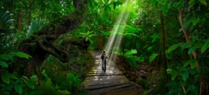 Person walking on a jungle path with sunlight streaming through trees, symbolizing the healing journey of EMDR therapy and attachment repair.