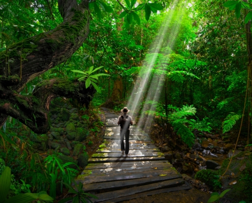 Person walking on a jungle path with sunlight streaming through trees, symbolizing the healing journey of EMDR therapy and attachment repair.