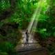 Person walking on a jungle path with sunlight streaming through trees, symbolizing the healing journey of EMDR therapy and attachment repair.