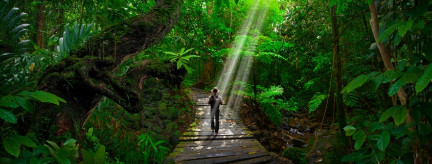 Person walking on a jungle path with sunlight streaming through trees, symbolizing the healing journey of EMDR therapy and attachment repair.