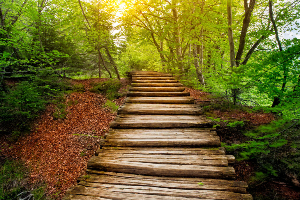 Forest pathway leading through green trees with warm light — Integrative Path Therapy