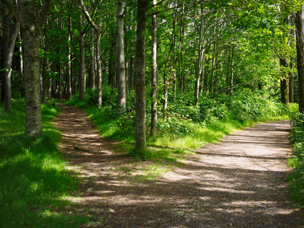 A forest path splitting into two directions, dappled with soft sunlight