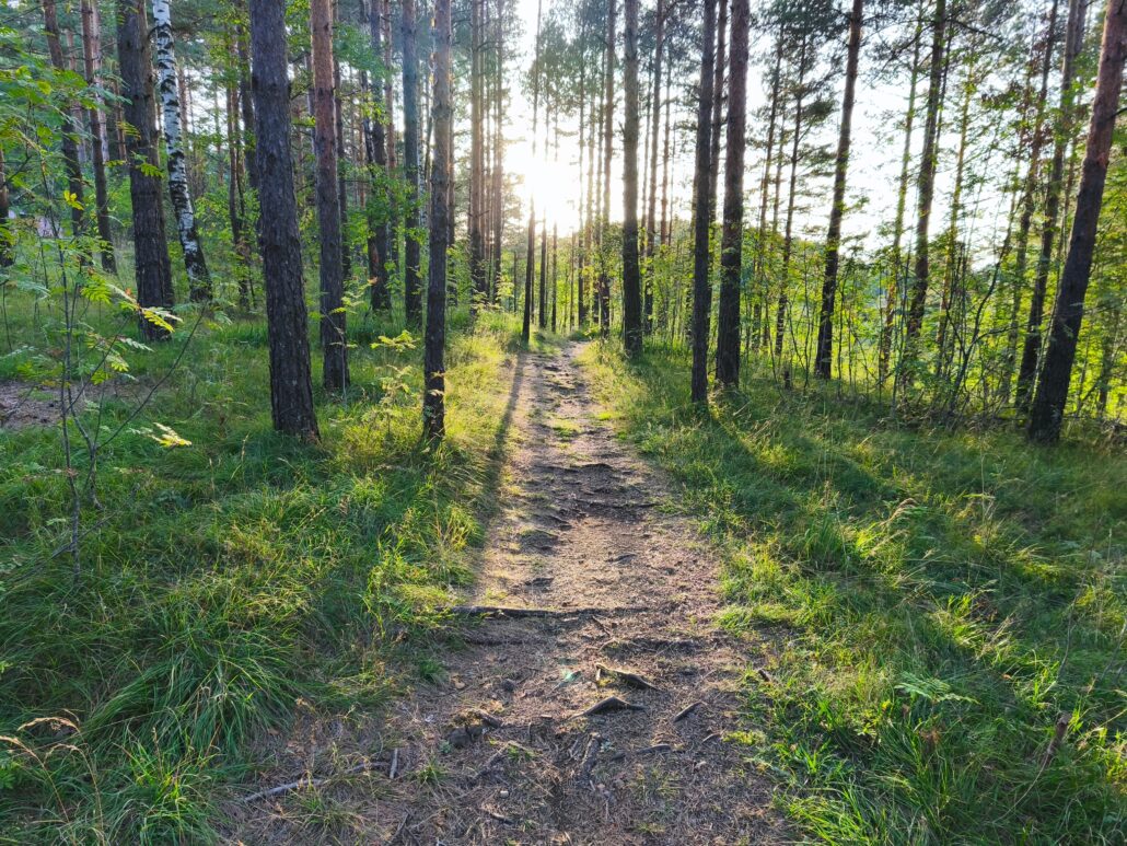A dirt forest path lit by soft evening sunlight through the trees