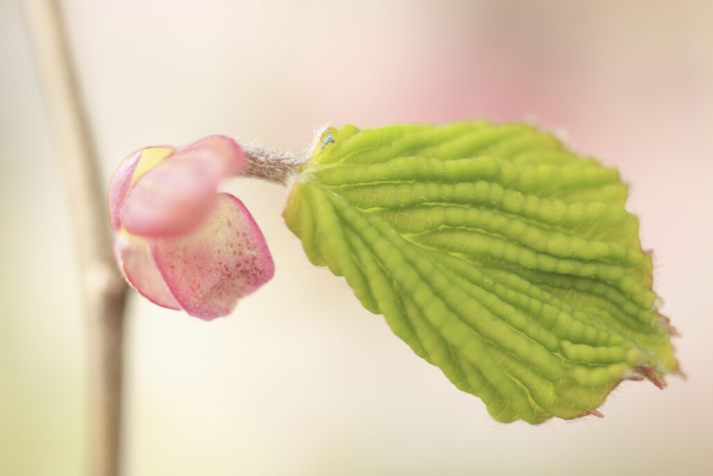 A soft pink bud beginning to open beside a green leaf
