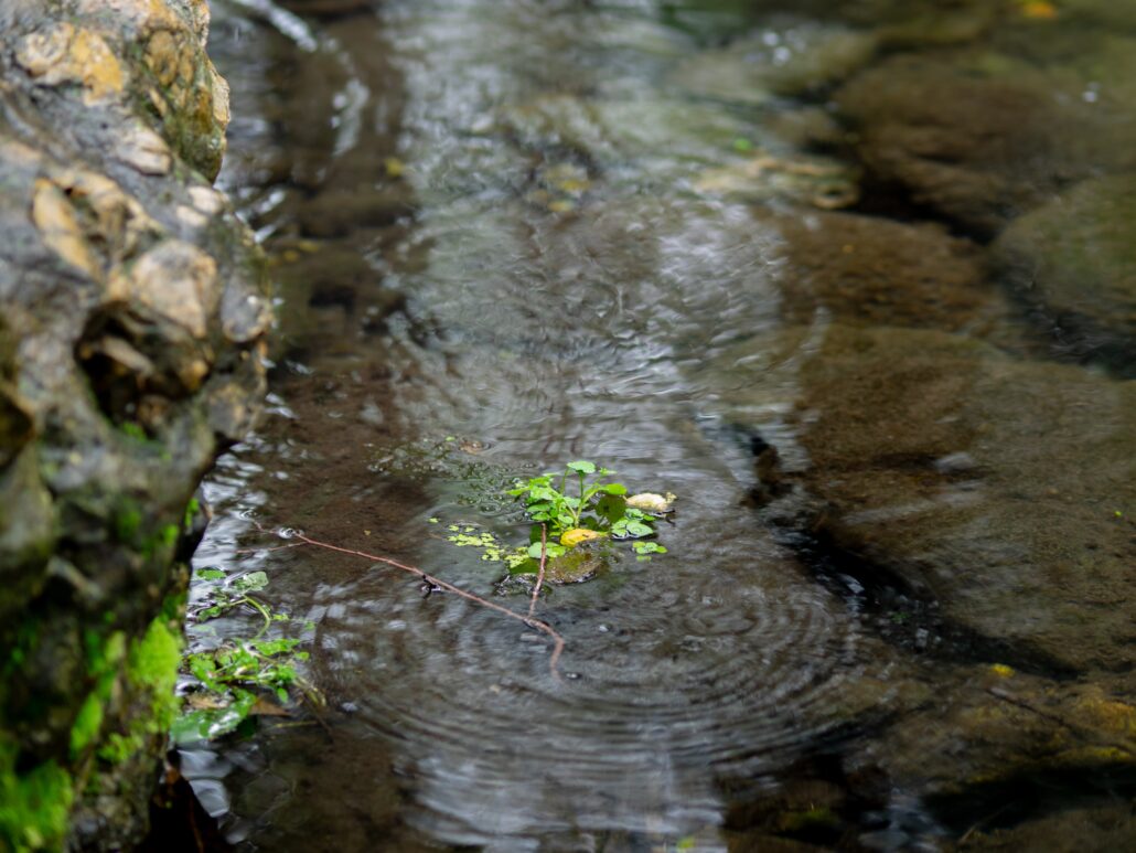 Gentle ripples spreading around small leaves resting on a quiet stream
