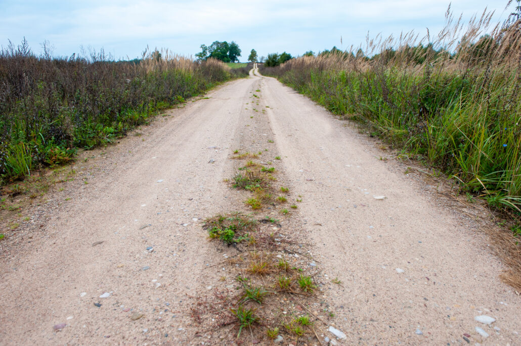 A quiet dirt path stretching forward through tall grass